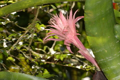 Aechmea fasciata