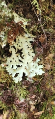 Pseudocyphellaria homoeophylla