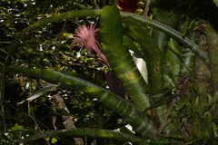 Aechmea fasciata