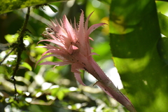 Aechmea fasciata