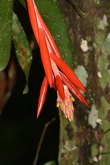 Aechmea nudicaulis
