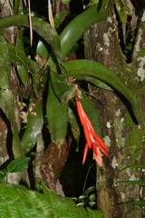 Aechmea nudicaulis