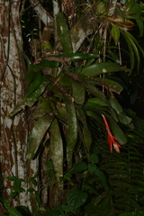 Aechmea nudicaulis