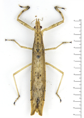 Stenopodainae