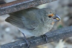 Melopyrrha violacea