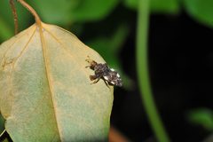 Lophoscutus