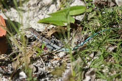 Pholidoscelis auberi