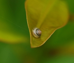 Coneuplecta calculosa