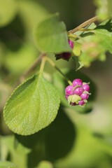 Lantana involucrata