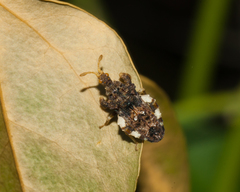 Lophoscutus