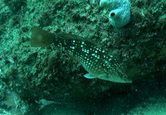 Notolabrus gymnogenis