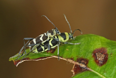 Chlorophorus curtisi