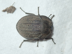 Heleina