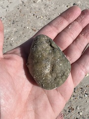 Aplidium