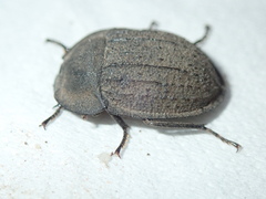 Heleina