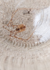 Scytodes globula