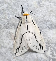 Lemyra stigmata