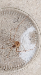 Scytodes globula
