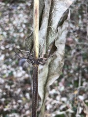 Triosteum perfoliatum