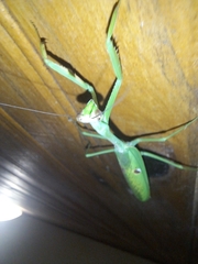 Stagmatoptera praecaria