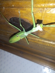 Stagmatoptera praecaria