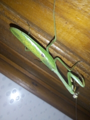 Stagmatoptera praecaria