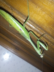 Stagmatoptera praecaria