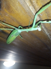 Stagmatoptera praecaria