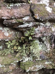 Asplenium montanum