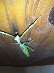 Stagmatoptera praecaria