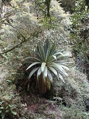 Cordyline indivisa