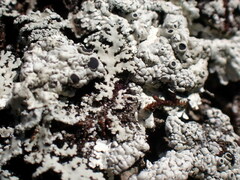 Heterodermia albicans