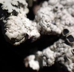 Heterodermia albicans