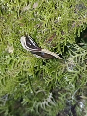 Australopacifica