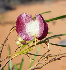 Dodonaea viscosa angustissima