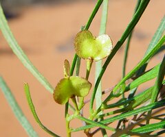 Dodonaea viscosa angustissima