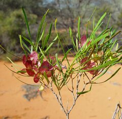 Dodonaea viscosa angustissima