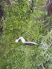 Australopacifica