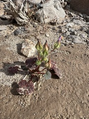 Eremalche rotundifolia