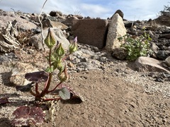 Eremalche rotundifolia