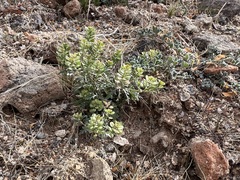 Lepidium lasiocarpum