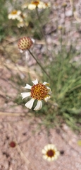 Helenium radiatum