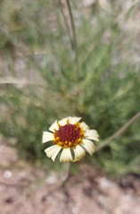Helenium radiatum