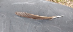 Columba livia domestica