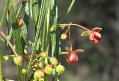 Dodonaea viscosa angustissima