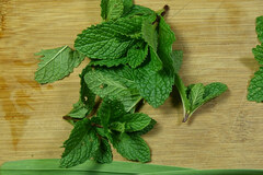 Mentha spicata