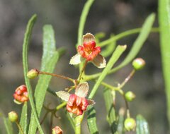 Dodonaea viscosa angustissima