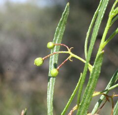 Dodonaea viscosa angustissima
