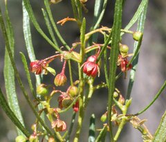 Dodonaea viscosa angustissima