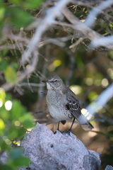 Mimus gundlachii